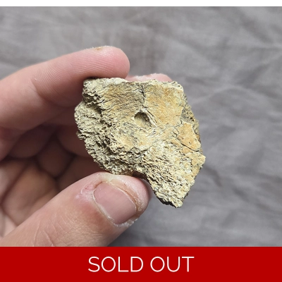 Very Rare Tyrannosaurus Rex T-Rex Jaw Bone Piece Fossil Theropod Dinosaur Lance Formation Wyoming Very Rare Tyrannosaurus Rex T-Rex Jaw Bone Piece Fossil Theropod Dinosaur Lance Formation Wyoming